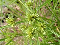 Cyperus Eragrostis (fam Cyperacees) (amerique du nord) (3) (Photo F. Mrugala)